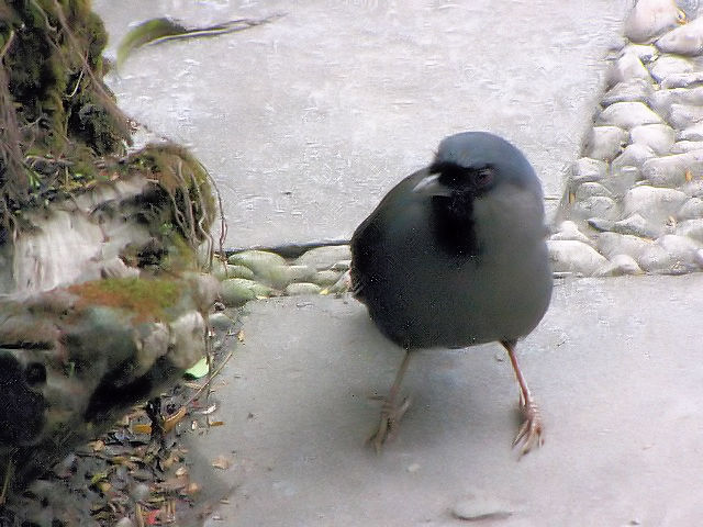 ③  クリムネアカメヒタキ （♀）　トゥーレー公園 （動物園）　ハノイ　ベトナム　Thu Le Park and Zoo, Ha Noi, Vietnam　2010/01/20　Photo by Kohyuh