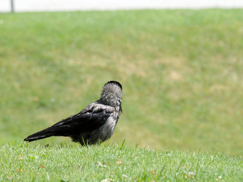  ハイイロガラス　（５態-5）　ベルヴェデーレ宮殿　ウィーン　オーストリア　Schloss Belvedere, Wien, Austria　2017/06/08　Photo by Kohyuh