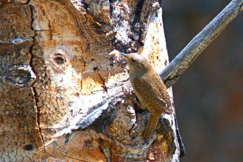 イエミソサザイ （５態）　ロッキーマウンテン国立公園　米国　Rocky Mountain National Park, USA　2013/07/02 Photo by Kohyuh