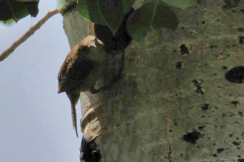 イエミソサザイ （５態）　ロッキーマウンテン国立公園　米国　Rocky Mountain National Park, USA　2013/07/02 Photo by Kohyuh