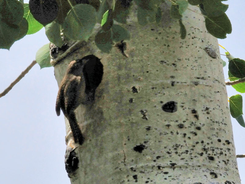 イエミソサザイ （５態）　ロッキーマウンテン国立公園　米国　Rocky Mountain National Park, USA　2013/07/02 Photo by Kohyuh