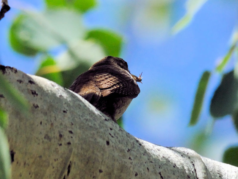 イエミソサザイ （５態）　ロッキーマウンテン国立公園　米国　Rocky Mountain National Park, USA　2013/07/02 Photo by Kohyuh