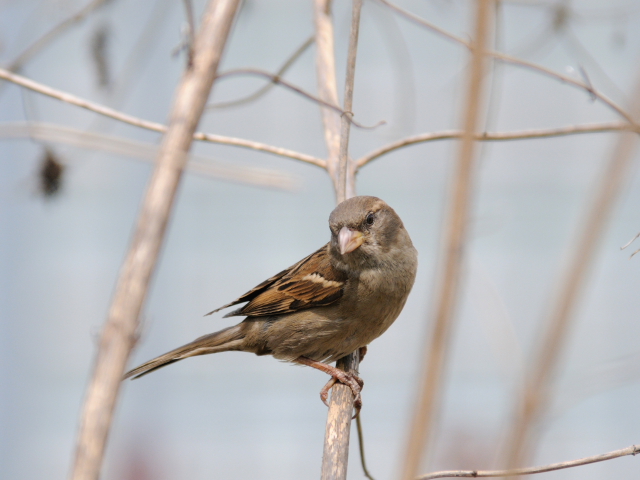 ① イエスズメ ♀　成鳥　ニューヨーク　米国　Newyork, America　2013/05/11　Photo by Kohyuh