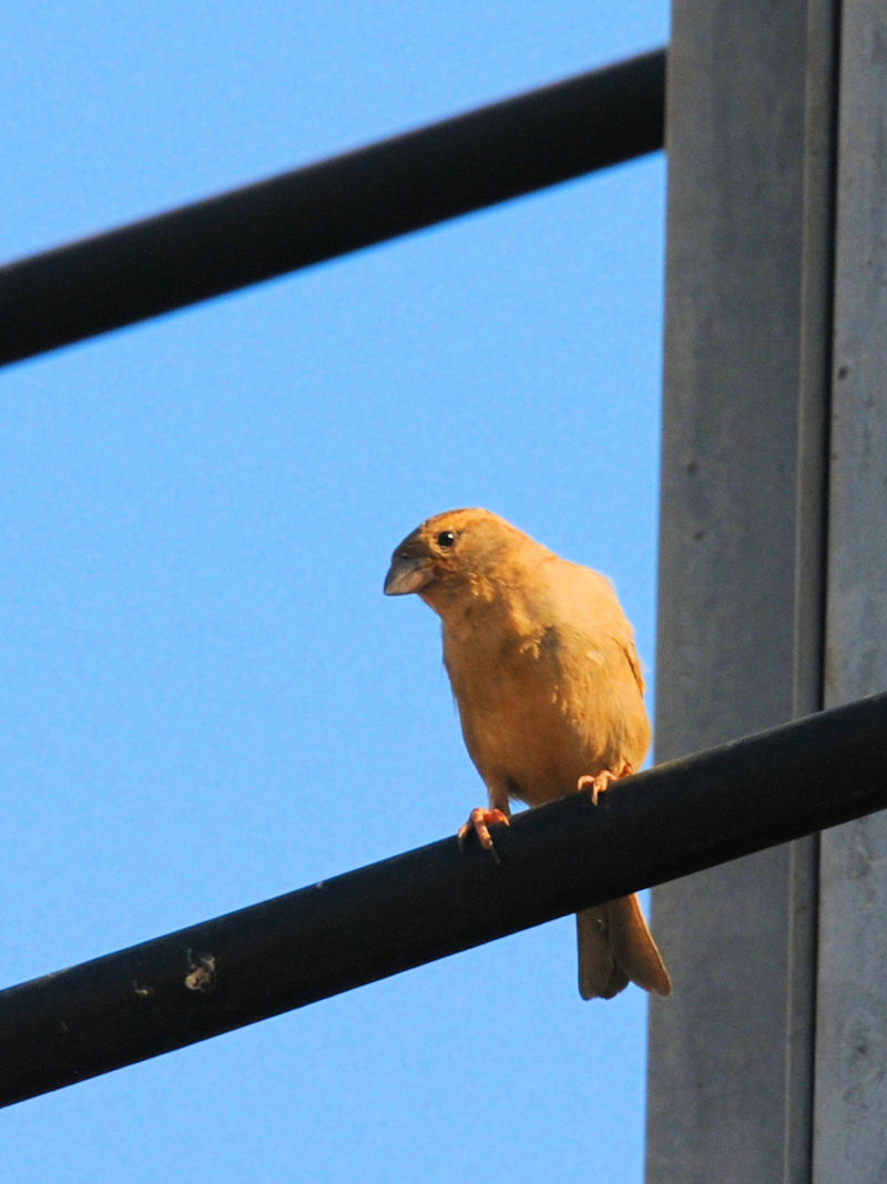 イエスズメ♀　ビエンチャン Vientiane, Laos　2020/02/22 Photo by Kohyuh