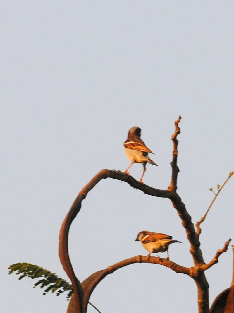 イエスズメ♂　ルアンパバーン Luang Phabang, Laos　2020/02/12 Photo by Kohyuh