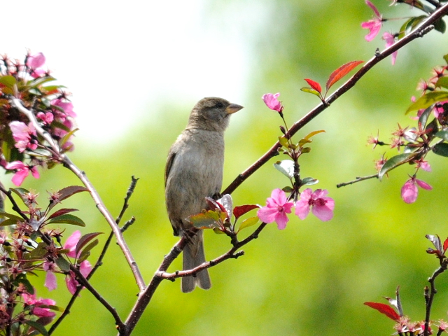 ② イエスズメ ♀　成鳥　ニューヨーク　米国　Newyork, America　2013/05/11　Photo by Kohyuh