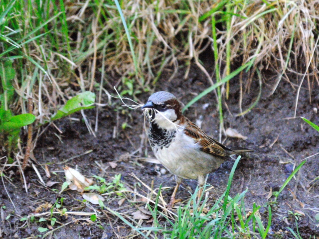 ⑤ イエスズメ ♂　成鳥　セントラル・パーク　ニューヨーク　米国　Central park, Newyork, America　2013/05/13　Photo by Kohyuh