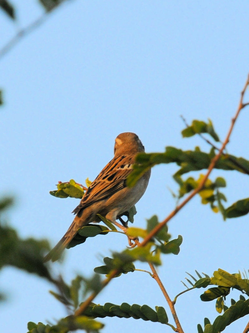 イエスズメ♀　ビエンチャン Vientiane, Laos　2020/02/22 Photo by Kohyuh