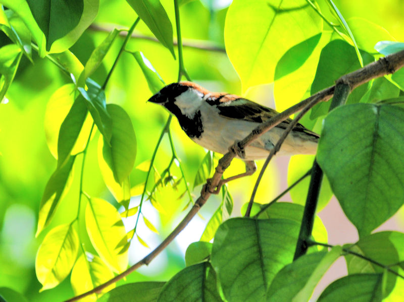 イエスズメ♂　ビエンチャン Vientiane, Laos　2020/02/22 Photo by Kohyuh