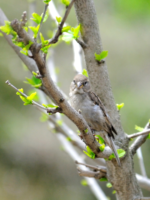 ③ イエスズメ ♀　成鳥　ニューヨーク　米国　Newyork, America　2013/05/11　Photo by Kohyuh