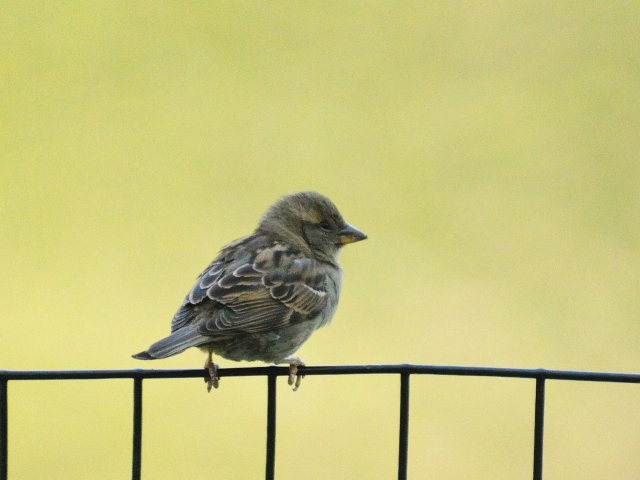 ④ イエスズメ ♂　成鳥　セントラル・パーク　ニューヨーク　米国　Central park, Newyork, America　2013/05/13　Photo by Kohyuh