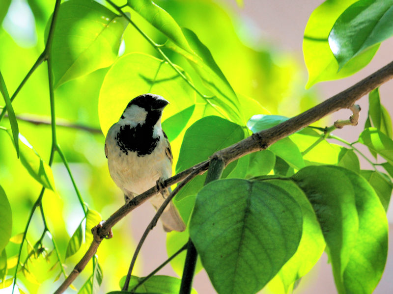 イエスズメ♂　ビエンチャン Vientiane, Laos　2020/02/22 Photo by Kohyuh