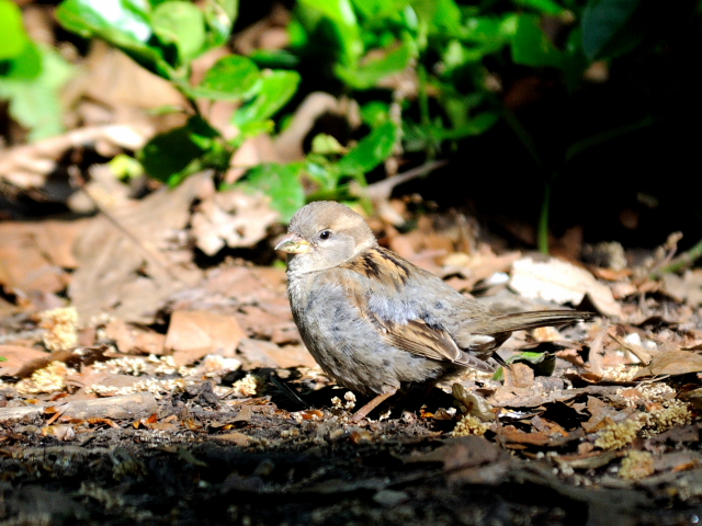 ⑥ イエスズメ ♂　成鳥　セントラル・パーク　ニューヨーク　米国　Central park, Newyork, America　2013/05/13　Photo by Kohyuh