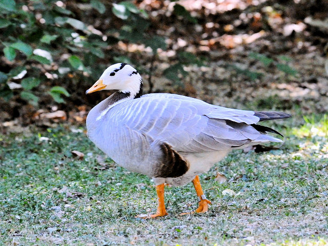 ① インドガン　ヴッパータール動物園　デュッセルドルフ　ドイツ Wuppertal Zoo, Dusseldolf, Germany　2011/05/30　Photo by Kohyuh