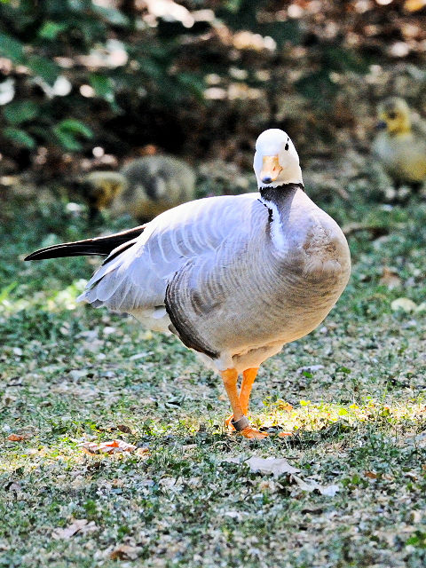 ② インドガン　ヴッパータール動物園　デュッセルドルフ　ドイツ Wuppertal Zoo, Dusseldolf, Germany　2011/05/30　Photo by Kohyuh