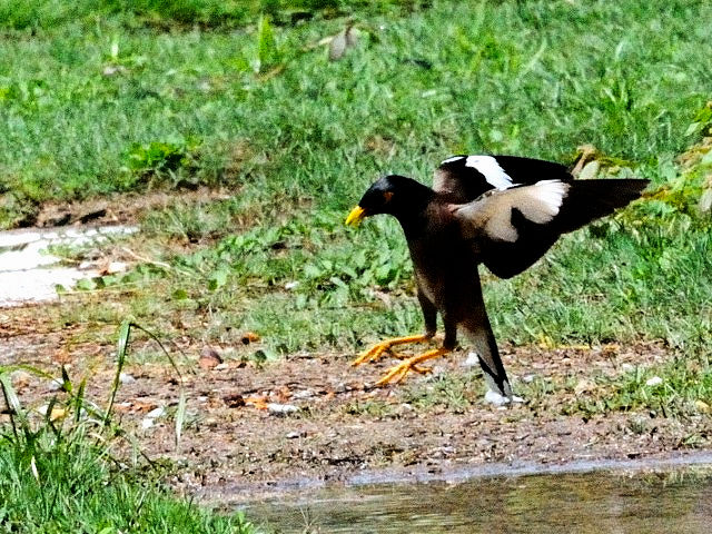 D ChnbJ @`O@NA@JEC@}[VA@Chogm Parak, Kua, Pulau KangKawi, Malysia@2010/05/31@Photo by Kohyuh