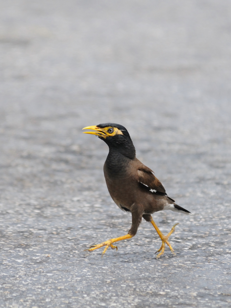  インドハッカ （３態-1）　ネイプルズ近郊　フロリダ　米国　near by Naples, Florida, USA　2013/06/06　Photo by Kohyuh