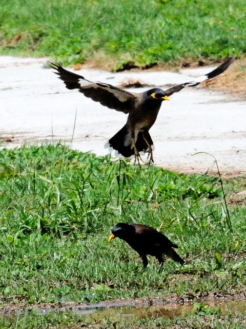 E ChnbJ @`O@NA@JEC@}[VA@Chogm Parak, Kua, Pulau KangKawi, Malysia@2010/05/31@Photo by Kohyuh