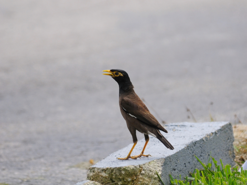  インドハッカ （３態-2）　ネイプルズ近郊　フロリダ　米国　near by Naples, Florida, USA　2013/06/06　Photo by Kohyuh