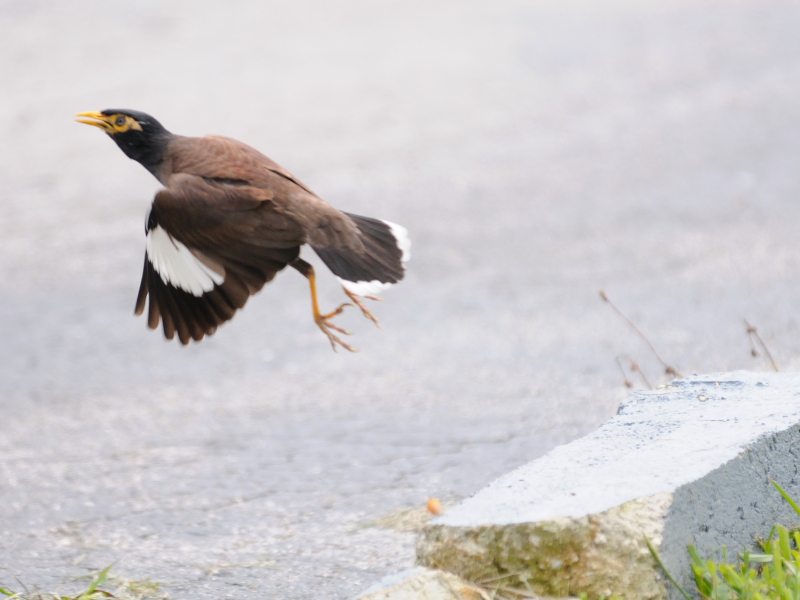  インドハッカ （３態-3）　ネイプルズ近郊　フロリダ　米国　near by Naples, Florida, USA　2013/06/06　Photo by Kohyuh