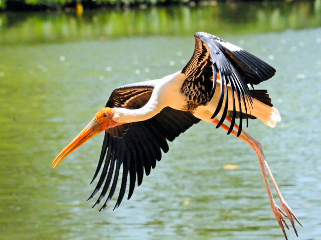 ① インドトキコウ　国立動物園　マレーシア　Zoo Negara, Kuala Lumpur, Malaysia　2010/06/05　Photo by Kohyuh