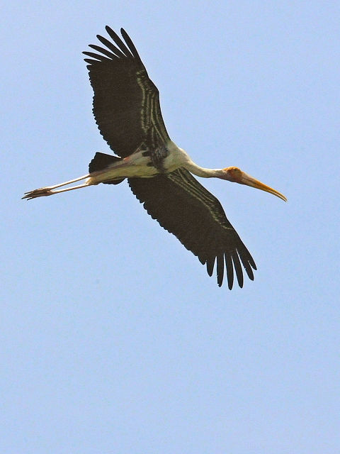 ② インドトキコウ　国立動物園　マレーシア　Zoo Negara, Kuala Lumpur, Malaysia　2010/06/05　Photo by Kohyuh