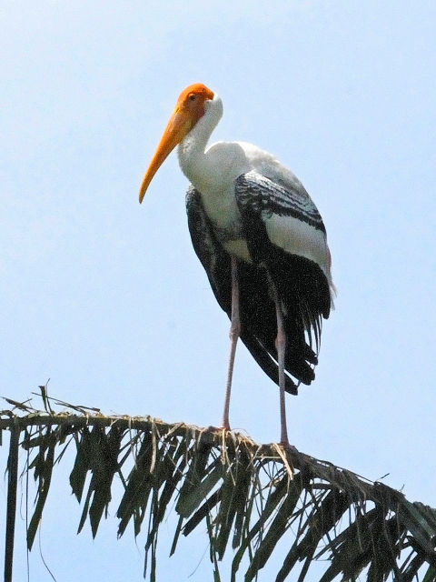 ③ インドトキコウ　国立動物園　マレーシア　Zoo Negara, Kuala Lumpur, Malaysia　2010/06/05　Photo by Kohyuh