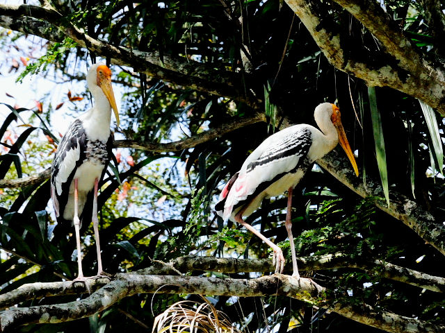 ④ インドトキコウ　国立動物園　マレーシア　Zoo Negara, Kuala Lumpur, Malaysia　2010/06/05　Photo by Kohyuh