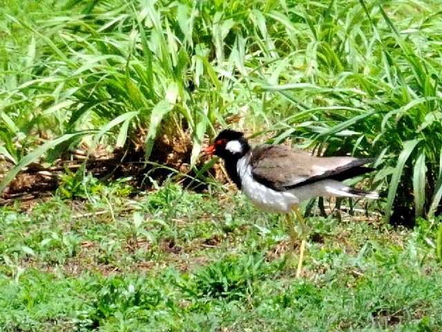 ① インドトサカゲリ　成鳥　チョグム公園　クア　ランカウイ島　マレーシア　Taman Chogm, Kua, Pulau Langkawi, Malaysia　2010/05/31　Photo by Kohyuh