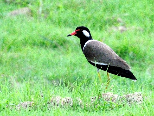 ② インドトサカゲリ　成鳥　チョグム公園　クア　ランカウイ島　マレーシア　Taman Chogm, Kua, Pulau Langkawi, Malaysia　2010/06/02　Photo by Kohyuh