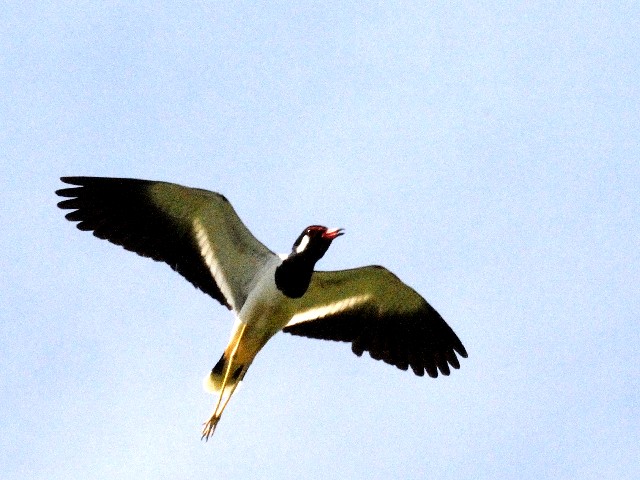 ③ インドトサカゲリ　成鳥　チョグム公園　クア　ランカウイ島　マレーシア　Taman Chogm, Kua, Pulau Langkawi, Malaysia　2010/05/31　Photo by Kohyuh