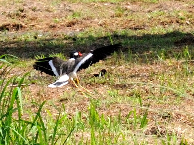 ④ インドトサカゲリ　成鳥　チョグム公園　クア　ランカウイ島　マレーシア　Taman Chogm, Kua, Pulau Langkawi, Malaysia　2010/05/31　Photo by Kohyuh