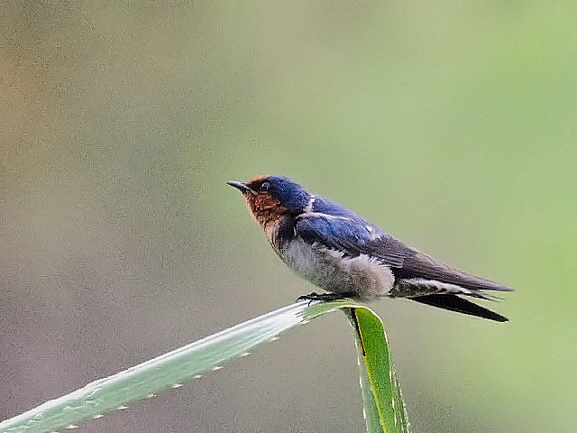 ① インドツバメ　成鳥　ジャンダ・バイク　マレーシア　Janda Baik, Malaysia　2010/05/24　Photo by Kohyuh