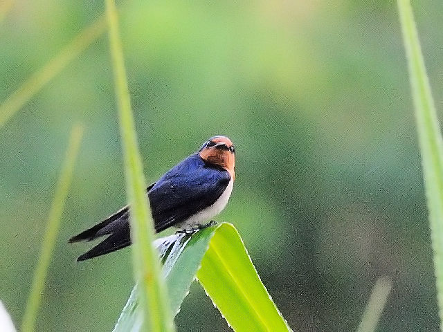 ② インドツバメ　成鳥　ジャンダ・バイク　マレーシア　Janda Baik, Malaysia　2010/05/24　Photo by Kohyuh