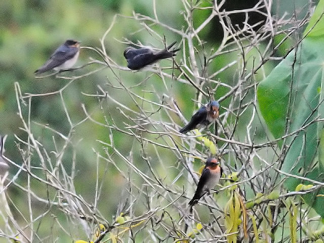 ③ インドツバメ　成鳥　ジャンダ・バイク　マレーシア　Janda Baik, Malaysia　2010/05/24　Photo by Kohyuh