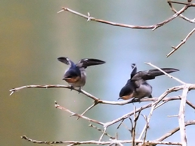 ④  インドツバメ　幼鳥　（エンジェルポーズ）　ジャンダ・バイク　マレーシア　Janda Baik, Malaysia　2010/05/26　Photo by Kohyuh