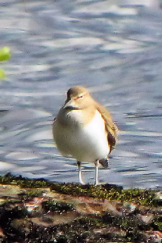 ①-1　イソシギ　成鳥　タンメル湖　スコットランド　Loch Tummel, Scotland　2009/05/19　Photo by Kohyuh