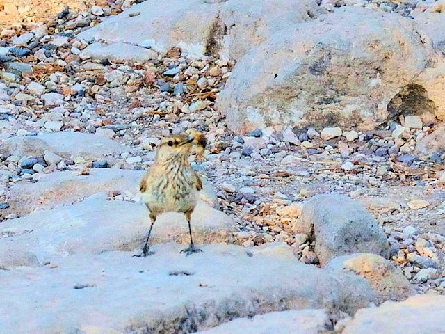 イワミソサザイ（６態-1） グランドキャニオン国立公園 アリゾナ州　米国 Grand Canyon National Park, Arizona, USA　2013/06/23　Photo by Kohyuh