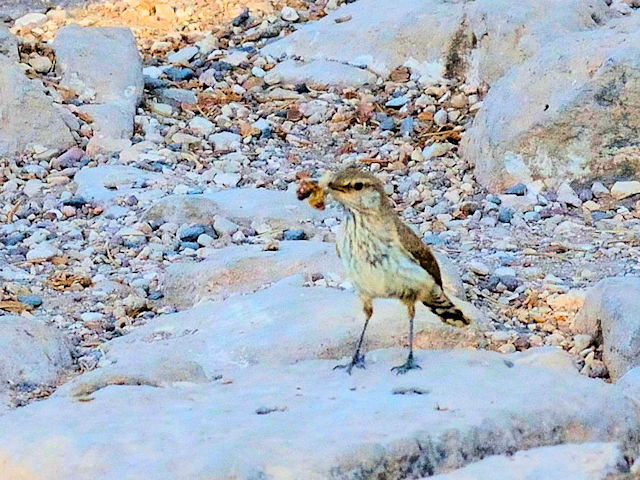 イワミソサザイ（６態-2） グランドキャニオン国立公園 アリゾナ州　米国 Grand Canyon National Park, Arizona, USA　2013/06/23　Photo by Kohyuh