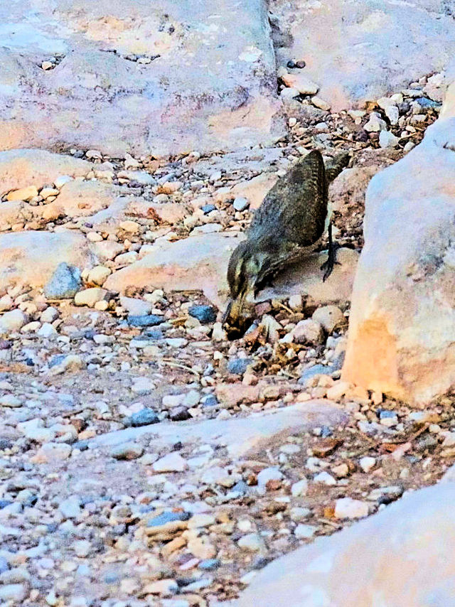 イワミソサザイ（６態-3） グランドキャニオン国立公園 アリゾナ州　米国 Grand Canyon National Park, Arizona, USA　2013/06/23　Photo by Kohyuh