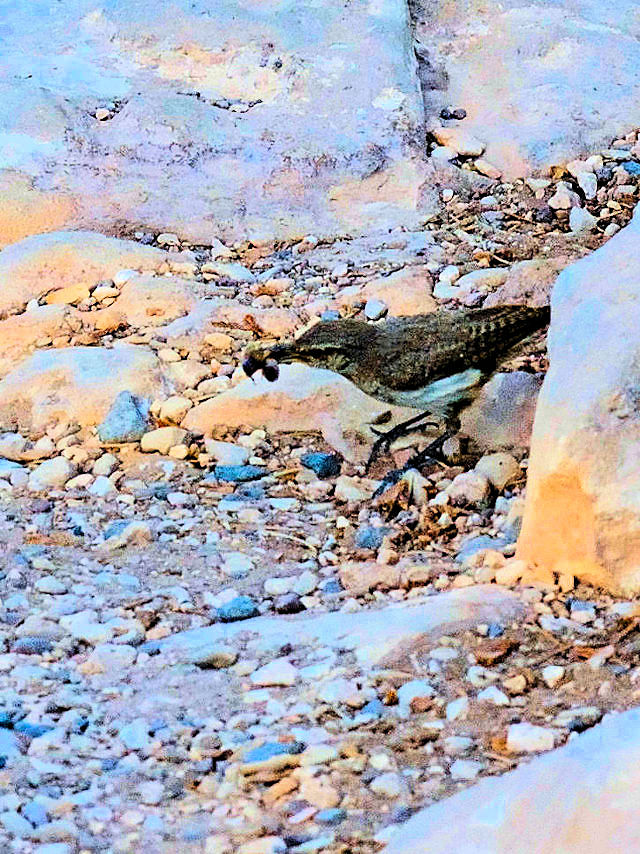 イワミソサザイ（６態-4） グランドキャニオン国立公園 アリゾナ州　米国 Grand Canyon National Park, Arizona, USA　2013/06/23　Photo by Kohyuh