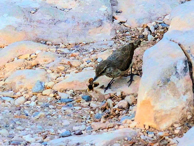 イワミソサザイ（６態-5） グランドキャニオン国立公園 アリゾナ州　米国 Grand Canyon National Park, Arizona, USA　2013/06/23　Photo by Kohyuh