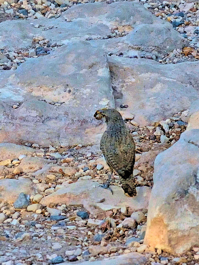 イワミソサザイ（６態-6） グランドキャニオン国立公園 アリゾナ州　米国 Grand Canyon National Park, Arizona, USA　2013/06/23　Photo by Kohyuh