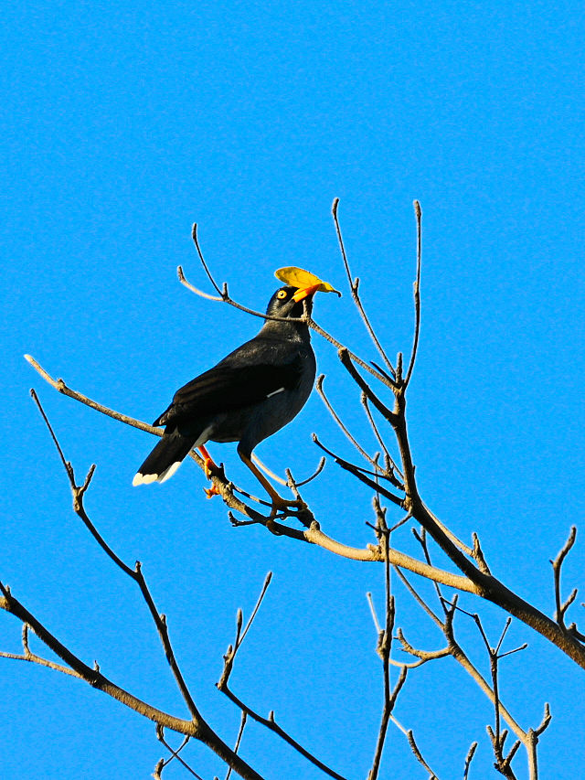 ジャワハッカ 成鳥（４態-4） 旗津半島　高雄　台湾 Cijin island, Kaohsiung, Taiwan 2012/03/05　Photo by Kohyuh