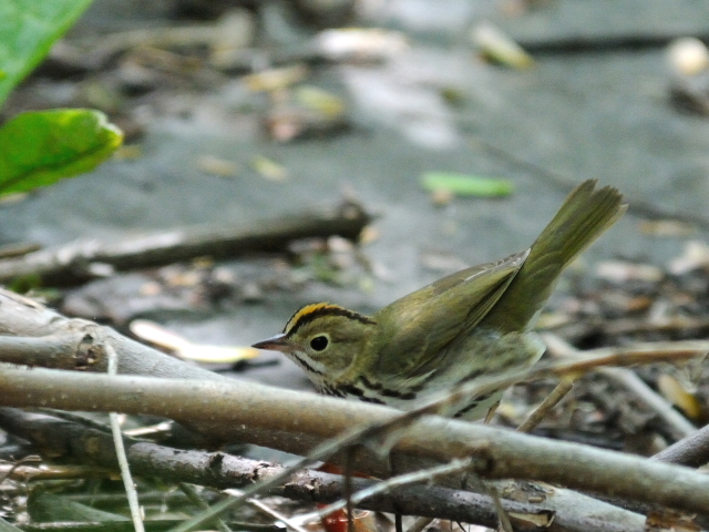 ① カマドムシクイ　成鳥　セントラル・パーク　ニューヨーク　米国　Central park, Newyork, America　2013/05/13　Photo by Kohyuh