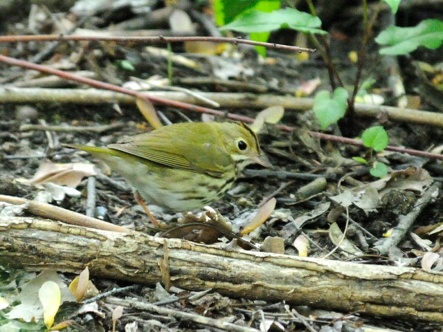 ② カマドムシクイ　成鳥　セントラル・パーク　ニューヨーク　米国　Central park, Newyork, America　2013/05/13　Photo by Kohyuh