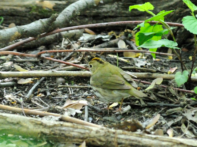 ③ カマドムシクイ　成鳥　セントラル・パーク　ニューヨーク　米国　Central park, Newyork, America　2013/05/13　Photo by Kohyuh