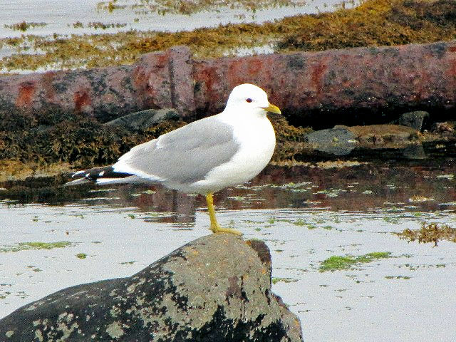 @ J@@ĉH@u[htH[h@XJC@XRbgh@Broadford, Isle of Skye, Scotland@2009/05/21@Photo by Kohyuh