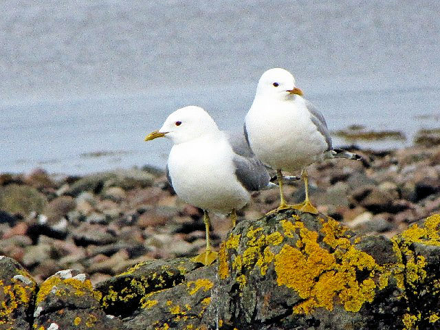 A J@@ĉH</A>@@u[htH[h@XJC@XRbgh@Broadford, Isle of Skye, Scotland@2009/05/21@Photo by Kohyuh