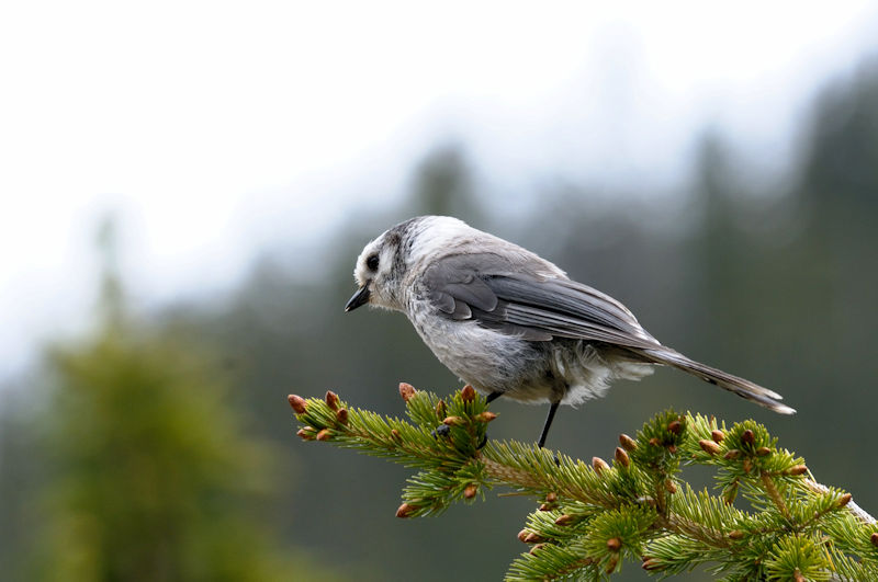 カナダカケス 成鳥  （５態-1）　アルパインビジターセンター　米国　Alpine Visitor Center, America　2013/07/01　Photo by Kohyuh